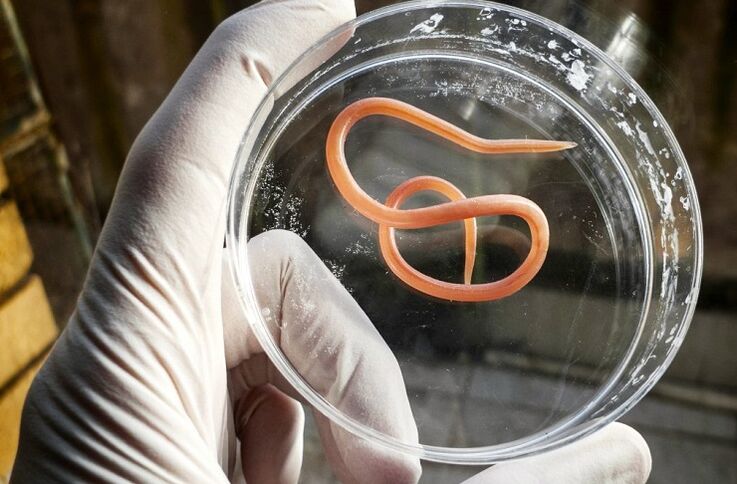 Parasitic varieties
