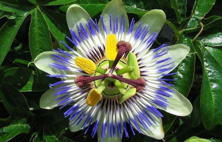 Passion Flower Helps Fight Parasites