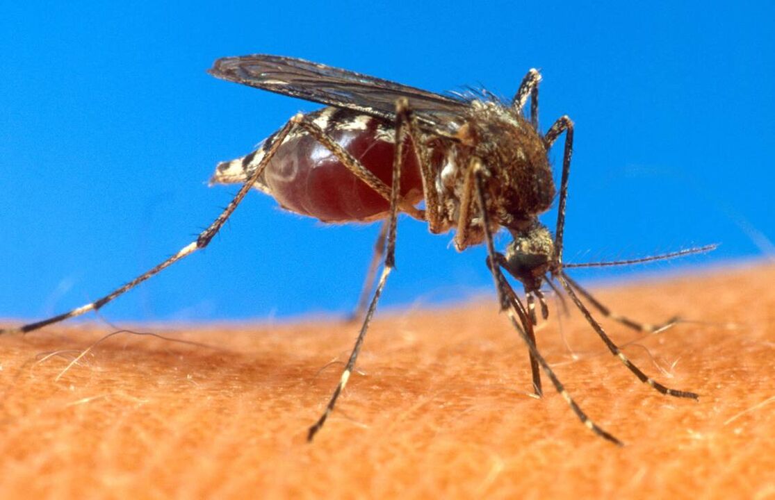 mosquito bites as a route of worm infection