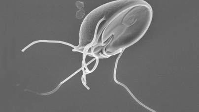 Parasitic larvae
