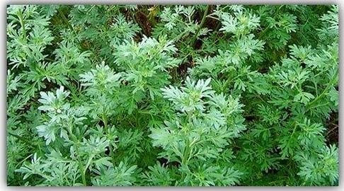 Wormwood for parasites